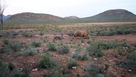 Mamá-Y-Bebé-Rinoceronte-En-Su-Hábitat-Natural-En-Sudáfrica