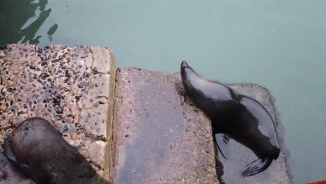 Seehund-Springt-Von-Der-Hafentreppe-Ins-Wasser