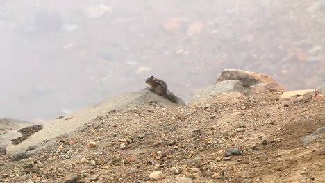 Townsend’s-Chipmunk-in-Look-Out-for-Predators-and-Running-Out-of-Frame