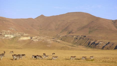 Herde-Von-Zebras,-Die-Langsam-Durch-Den-Golden-Gate-Park-In-Südafrika-Mit-Bergen-Im-Hintergrund-Vorbeiziehen