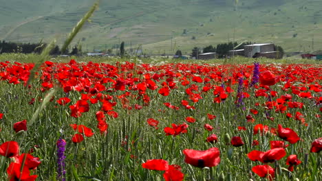Slow-pan-left-view-of-meadow-with-red-poppy-flowers