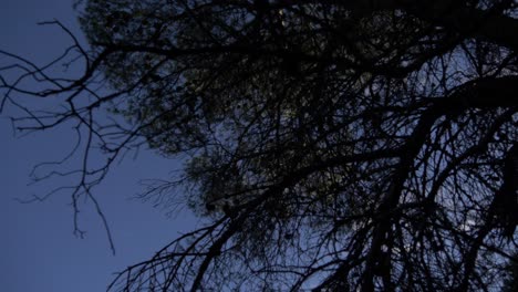 Kiefer-Mit-Blauem-Himmel-Im-Hintergrund-Und-Vielen-Bäumen,-Die-Sie-Umgeben,-Auf-Einem-Berg-In-Spanien