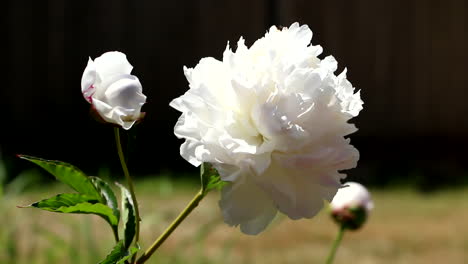 Weiße-Rosen-Auf-Grünen-Stielen,-Die-Sich-Sanft-Im-Garten-Wiegen