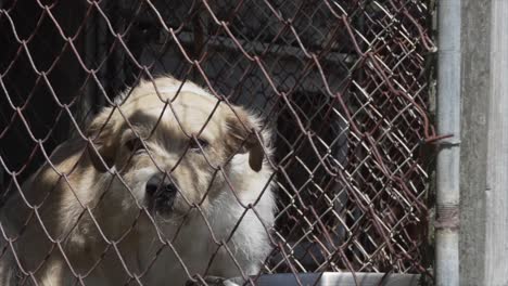 Sad-dog-sitting-in-a-cage