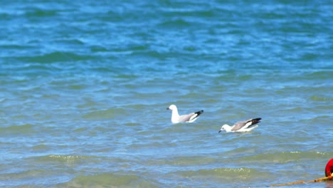 Seagulls-flying-and-floating-on-air-currents-of-wind