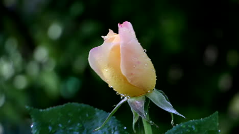 Locked-off-close-up-view-of-yellow-pink-rose-flower-being-watered-in-garden