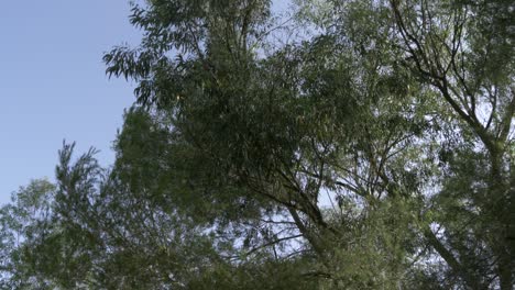 Blick-Auf-Bäume-In-Einem-Wald-Mit-Blauem-Himmel-Im-Hintergrund