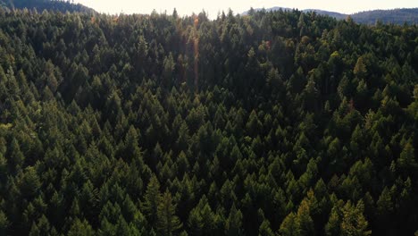 Aerial-view-of-the-Siskiyou-Mountains-and-pine-forest-in-Southern-Oregon
