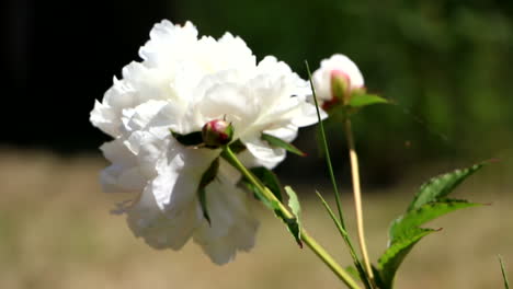 Rosa-Blanca-Bloqueada-En-Tallo-Verde-Balanceándose-Suavemente-En-El-Jardín