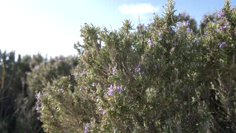 rosemary-bush-with-blue-skies-in-the-background