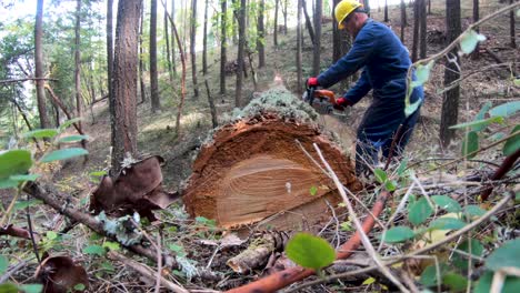 Logger-cutting-up-a-felled-pine-tree-in-Oregon