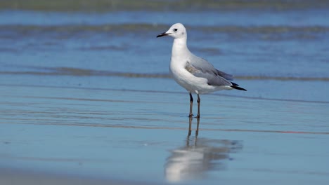 Close-up-of-Seagull-walking-along-a-sandy-beach-in-search-of-food,-with-ocean-on-background