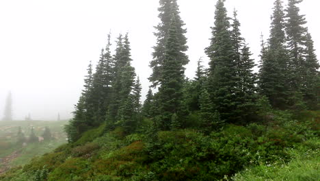 Panning-Shot-Subalpine-Fir-on-the-Top-of-the-Foggy-Mountain-Rainier