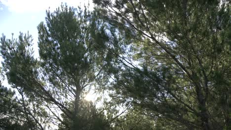 Looking-up-at-pine-trees-while-the-sun-and-blue-skies-in-the-background,-on-a-mountain-in-Spain
