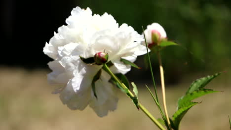 Weiße-Rose-Auf-Grünen-Stielen-Wiegt-Sich-Sanft-Im-Garten