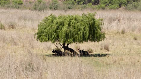 Búfalo-Africano-Descansando-A-La-Sombra-Bajo-Un-árbol-En-Medio-De-Pastizales