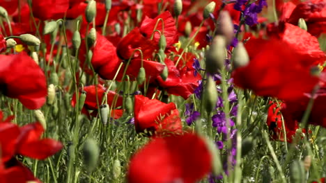 Field-of-red-poppies-moving-in-the-wind