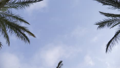 Tall-palm-trees-blowing-in-the-wind,-looking-up-at-the-branches-and-blue-skies