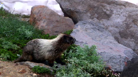Panning-Hoary-Marmot-Scavenge-for-Food-and-Looking-Out-for-Predators