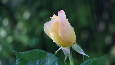 Close-up-of-rose-flower-being-watered-in-garden