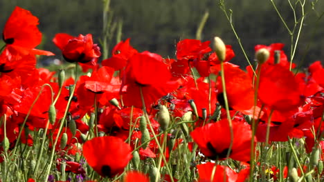 Field-of-red-poppies-gently-swaying-in-the-wind