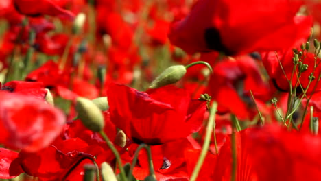 Close-up-of-red-poppy-flowers-in-field-moving-in-the-wind