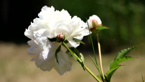 White-rose-swaying-on-green-stem-against-blurred-garden-background