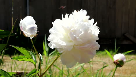 White-roses-on-green-stem-in-garden-with-blurred-background