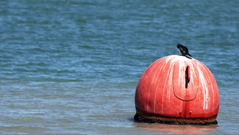 Close-view-of-Black-bird-standing-on-an-orange-floating-buoy-on-the-ocean-in-a-Blue-sky-sunny-day