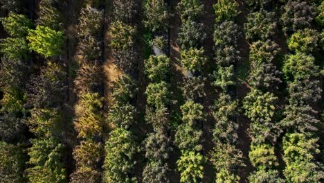 Aerial-view-of-a-field-of-hemp-to-be-harvested-for-the-production-of-CBD-oil-in-Southern-Oregon
