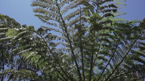 Rotating-underneath-a-fern-in-New-Zealand