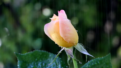 Locked-off-close-up-of-rose-flower-being-watered-in-garden