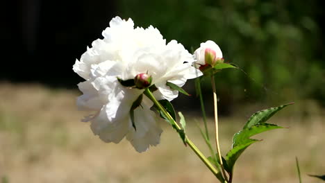 Weiße-Rose-Auf-Grünem-Stiel,-Die-Sich-Sanft-Im-Garten-Wiegt