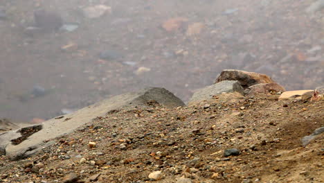 Two-Townsends-Chipmunk-Searching-For-Food-in-Dry-Ground-National-Park