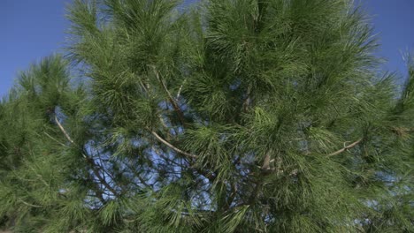 pine-tree-with-blue-skies-in-the-background
