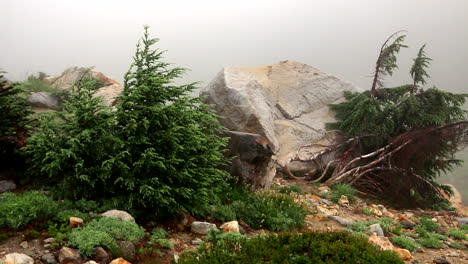 Slide-Shot-Small-Pine-Trees-With-Stone-Behind-in-Top-of-Mountain-on-Fog-Day