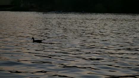 Wide-slow-motion-shot,-silhouette-of-duck-dipping-beak-in-glistening-dam-water-while-swimming