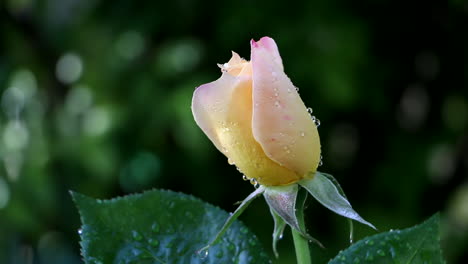 Close-up-of-yellow-pink-rose-flower-with-water-droplets