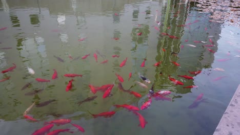 A-lot-of-red-fish-swimming-around-in-a-pond-with-green-water,-some-fish-come-to-the-surface-to-eat