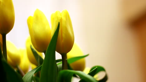 Bouquet-of-yellow-tulips-inside-room