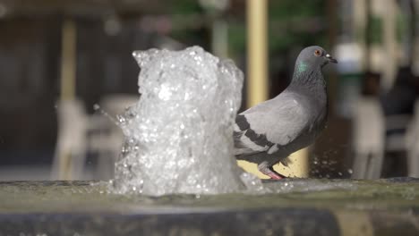 pigeon-drinking-water-from-a-water-fountain-in-Murcia-Spain