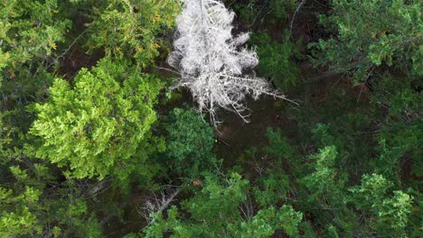 Aerial-view-of-a-dead-tree-falling-in-the-woods-after-being-cut-down-by-a-logger