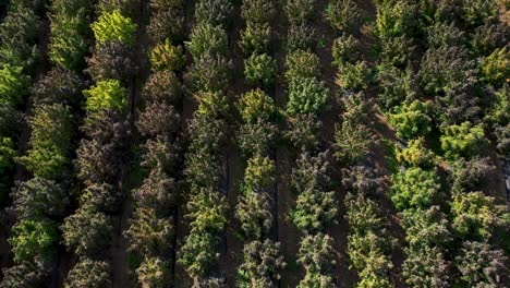 Aerial-view-of-a-field-of-hemp-to-be-harvested-for-the-production-of-CBD-oil-in-Southern-Oregon