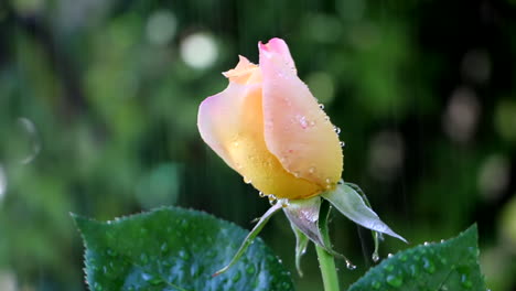 Close-up-of-yellow-pink-rose-flower-being-watered-in-garden