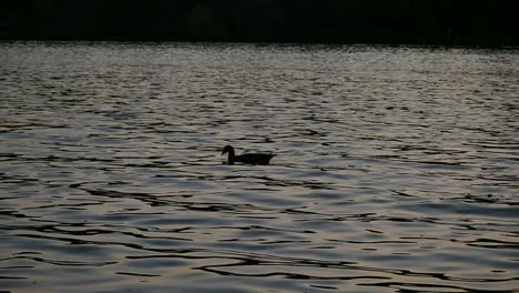 Medium-slow-motion-shot,-silhouette-of-duck-dipping-beak-in-glistening-dam-water-while-swimming