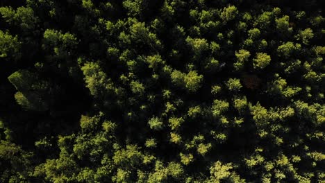 Aerial-view-looking-down-on-a-moody-green-forest