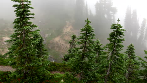 Panning-the-Tree-Tops-on-Fog-Day-Revealing-Waterfall-in-Background