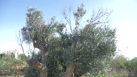 Olivenbaum-In-Spanien-Mit-Blauem-Himmel-Im-Hintergrund