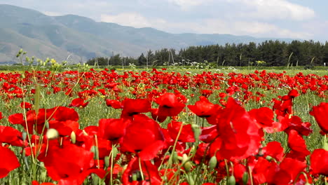 Meadow-full-of-red-poppy-flowers