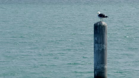 Close-view-of-Seagull-bird-standing-on-a-wooden-pole-by-the-sea-looking-around